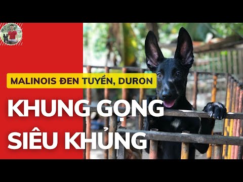 Video Chó Becgie Bỉ Đen Tuyền - Duron Khung Gọng Siêu Khủng... - youtube