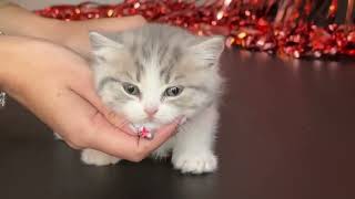 Munchkin Cat Adoption Near Me | 2 Years Free Health Insurance