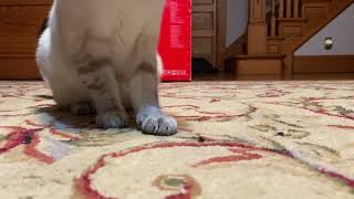 Squishing Ants