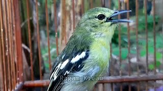 sirtu gacor ampuh Pikat sirtu Malas bunyi