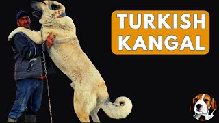 Turkish Kangal: Beast Mode Enabled!