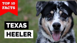 Texas Heeler  Top 10 Facts