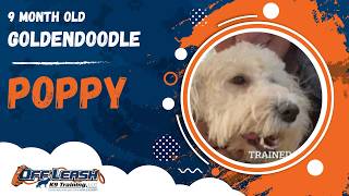 Poppy | 9 Month Old GoldenDoodle | 1 Week Board & Train | Off Leash K9 Training, Georgia