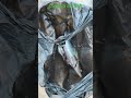 #fishing #catfish other engler catch a ari fish #hook_fishing #fish #catch #fishcatching