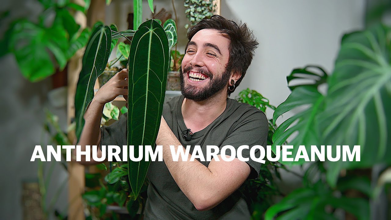 Anthurium warocqueanum UNBOXING