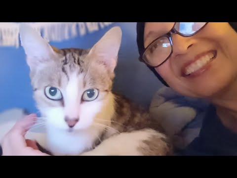 Adventures with Miss ButterCup 😺 Storytime ASMR