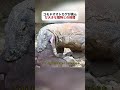 コモドオオトカゲが挑んだ大きな獲物との格闘 #野生動物 #コモドオオトカゲ #自然観察 #fyp #foryou
