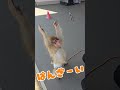 天才かあるくん☺️ あれを脱いじゃう!?ばんざーい #セラピー #monkey #猿回し #cute #かわいい