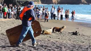 Sea Lion Releases Rodeo Beach