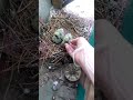 Что делать если завелись голуби (гнездо на балконе)