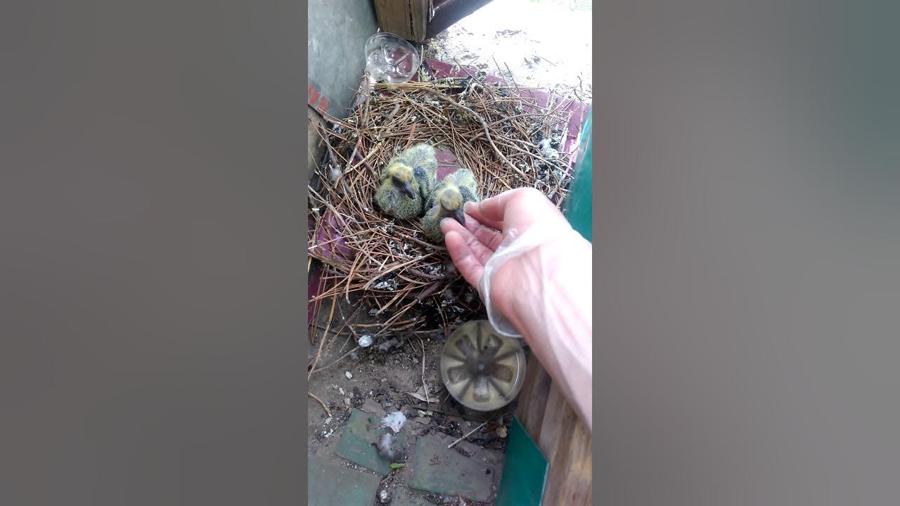 Заводится голубь