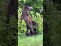 Grizzly Bear Scratches an Itchy Back in Kemano
