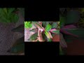 "Dust hatao, plants ko star banao! ⭐🌿 Kyunki saaf pattiyaan hi asli swag hain."#plantcaretips
