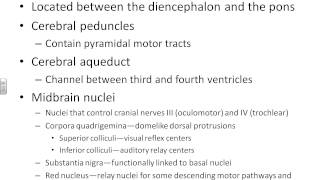A&P I Chapter 12 part 2 midbrain brainstem cerebellum