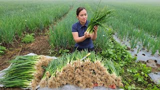 Harvesting Scallion Garden Goes to market sell | Puppy  Build life farm  Live with nature.