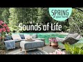 Spring Ambience (No Music) CALMING Nature Sounds with Birds Singing