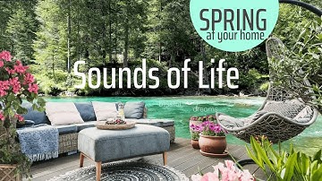 Spring Ambience (No Music) CALMING Nature Sounds with Birds Singing