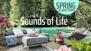 Spring Ambience (No Music) CALMING Nature Sounds with Birds Singing by Blissful Dreams 28,612 views 3 years ago 1 hour, 1 minute