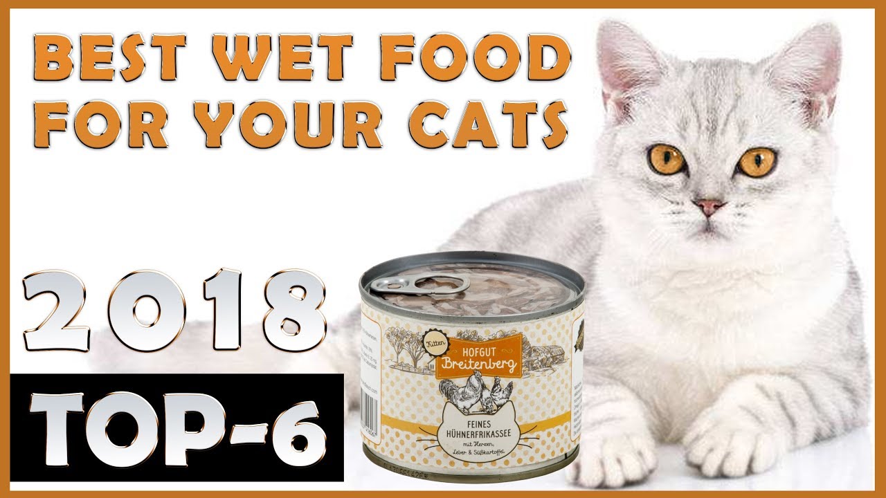 Best 🔥 Wet Cat Food 😸 Review 🔥 TOP 6 - YouTube