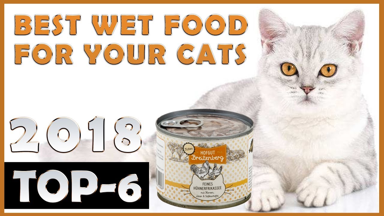 Best Wet Cat Food Review TOP 6 YouTube