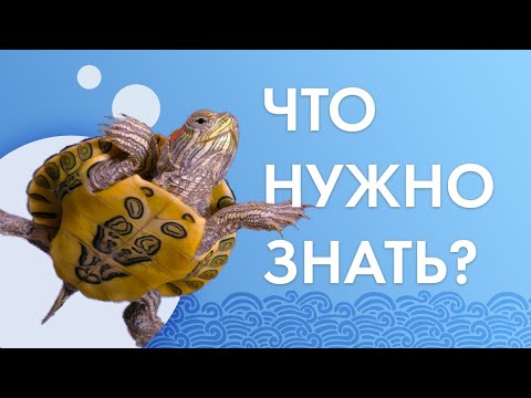 Красноухая черепаха, что надо знать и понимать?