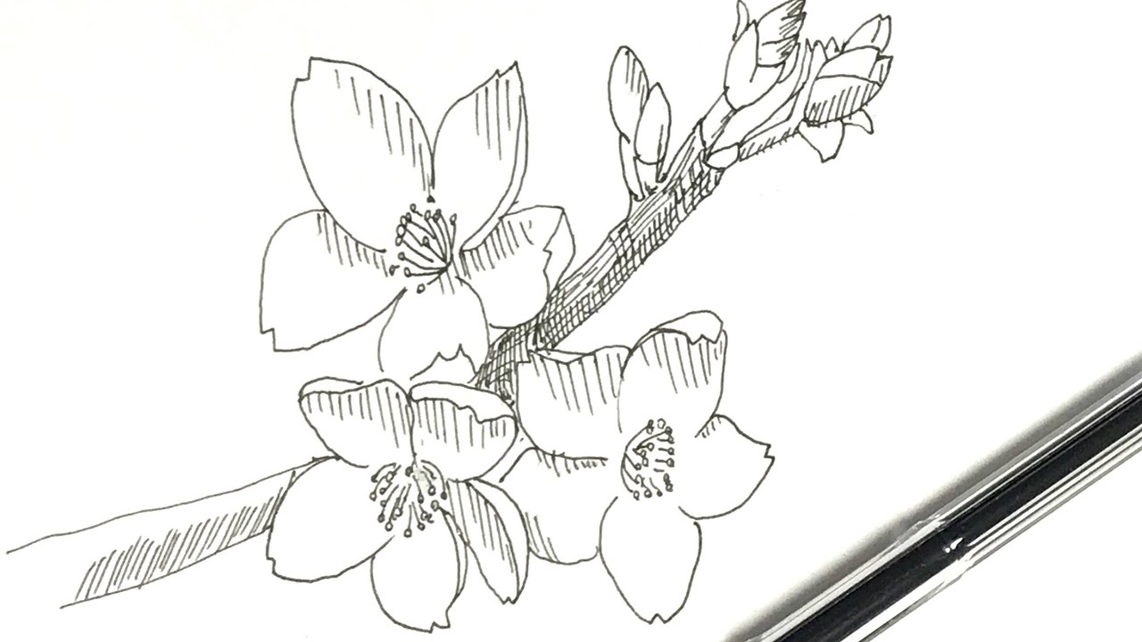 How To Draw A Cherry Blossom Pen Drawing In 3 Minutes Youtube