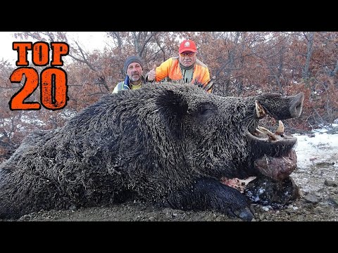 Top 20 Amazing Wild Boar Hunts, Best Hunting Scenes, Unforgettable Moments,  Hog, Pig, Wild Life - Youtube