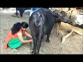 Village how to get young girl milk from buffalo live hd video