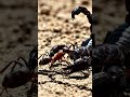 Savage Fight Between King Bug and Bullet Ant 🔥