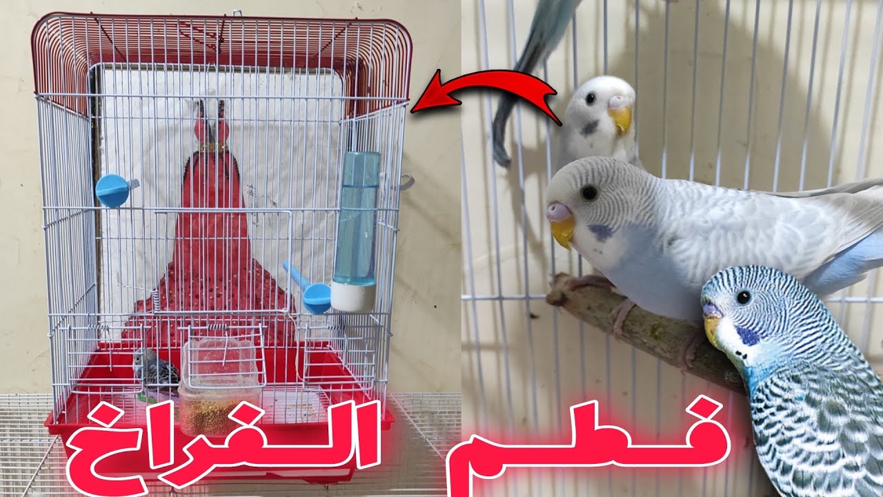طريقة فطم الفراخ عن الاهالي 🐦❤️ مع مولوع الطيور