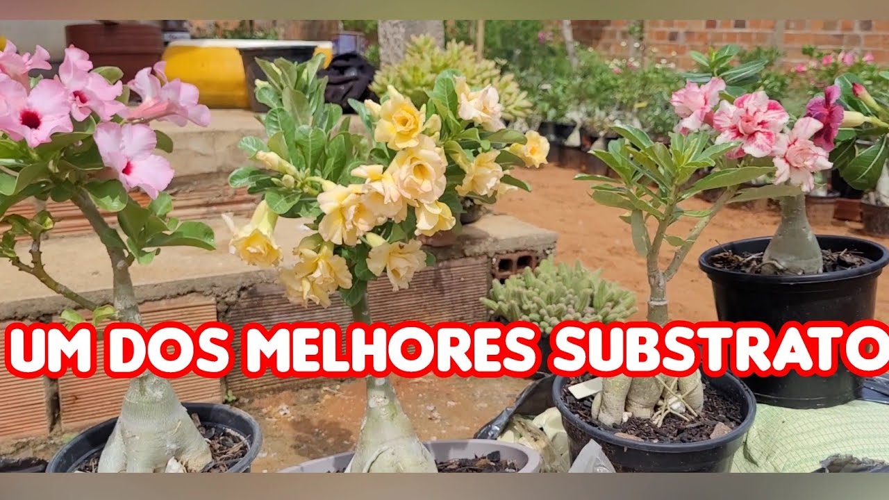 SUBSTRATO BOM ! quem usa gosta ,para rosa do deserto cactos e suculentas drenante.