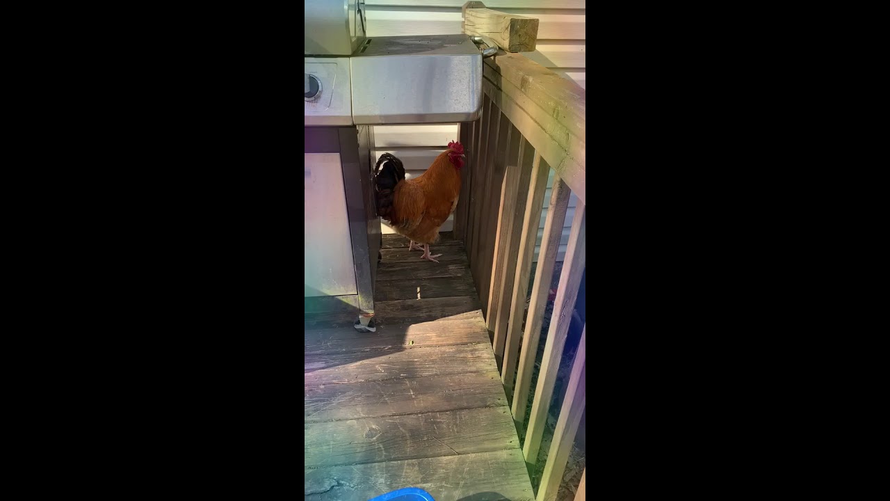 hei-hei-the-rooster-youtube