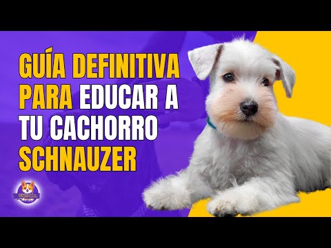 Vídeo: Como construir um carrinho de puxar cachorro