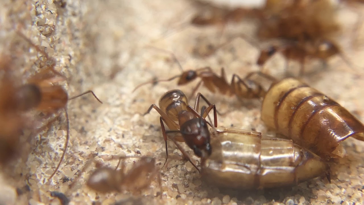 Camponotus conspicuus inaequalis major