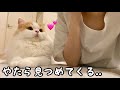 愛猫が隣で見つめてくるのでちゅーしてみると...!