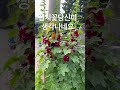 #접시꽃당신이생각나네요