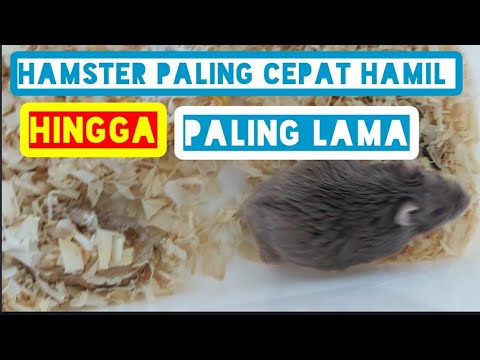 Video: Berapa Lama Kehamilan Berlangsung Untuk Hamster?