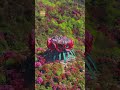 China in its natural glory II: Azaleas in Bijie