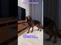Dog's TV Dance Interrupted! 🐶😂