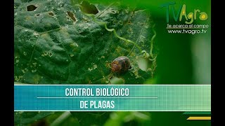 How to Control Pests in Crops - TvAgro by Juan Gonzalo Angel
