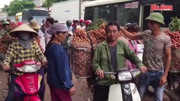 TVH - Lục Ngạn: Ngăn chặn ép cân, ép giá mùa vải thiều