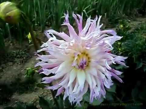 Video: Perennial Gelenium (45 Foto): Menanam Dan Merawat Bunga Di Ladang Terbuka Di Kebun. Penerangan Mengenai Varieti. Pembiakan Mereka