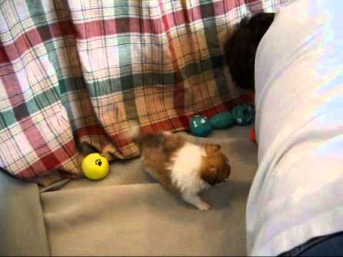 little bear kids 10 25 10.wmv kids anka