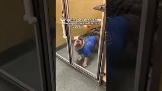 Help Us Save Our Shelter Before It’s Too Late #usa #rescue #canada #reels #viral #trend #germany