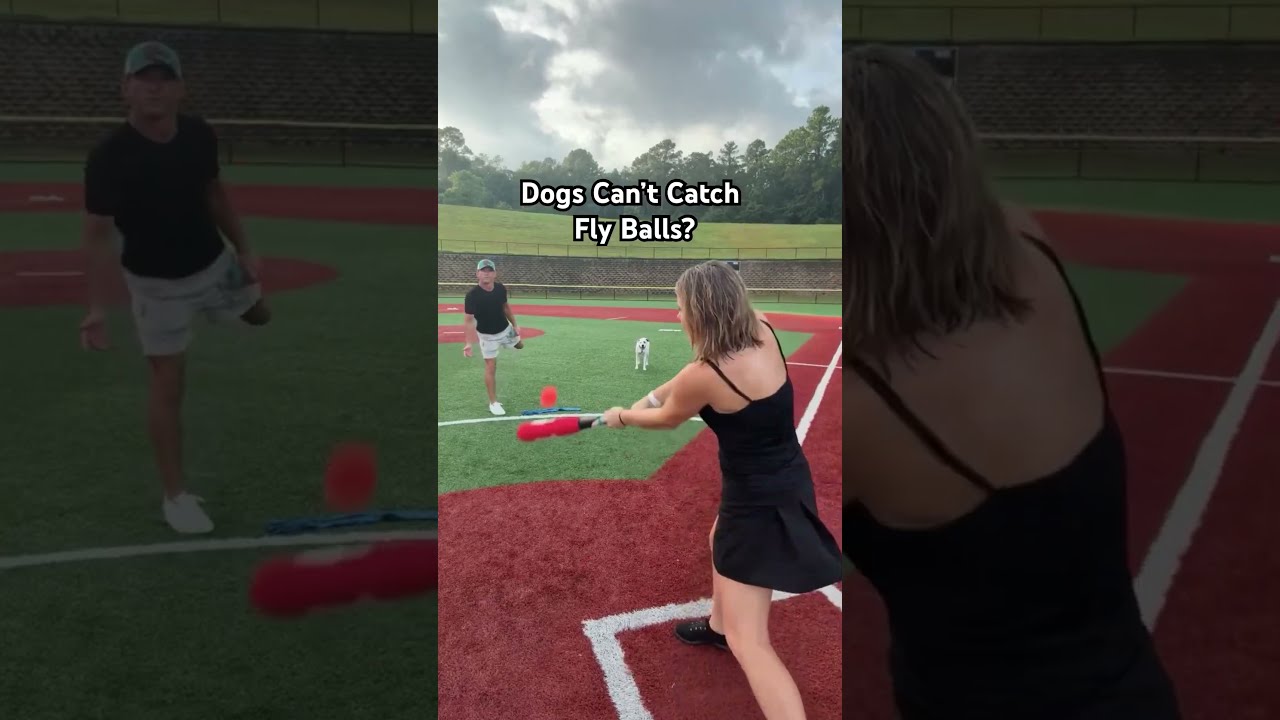 Dog Desperately Tries To Play Baseball