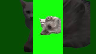 Hedgehog Eating Cat Food | Green Screen