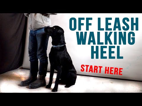 How To Train Your Dog To Walk Beside You Without A Leash