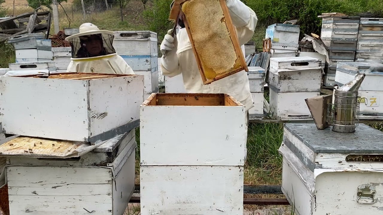 Biz Hasat Ederken Keyif Aldık, Umarız Siz De İzlerken Keyif Alırsınız☺️#bal#balhasadı#arıcılık