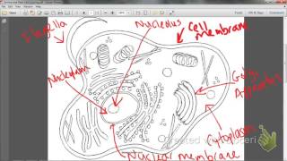 Animal and Plant Cell Labeling/Coloring Video
