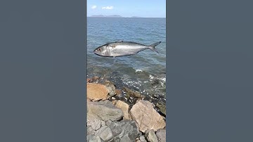 Đố vui câu cá #shorts | Dã Ngoại Cùng Lan